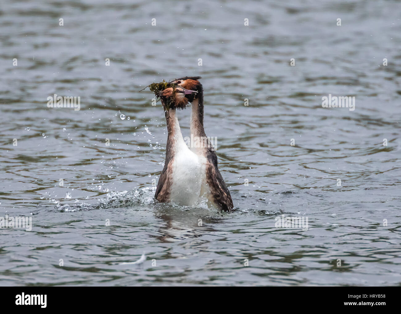 Beaucoup de grèbes huppés (Podiceps cristatus) effectuant des mauvaises herbes "dance" parade nuptiale au printemps Banque D'Images