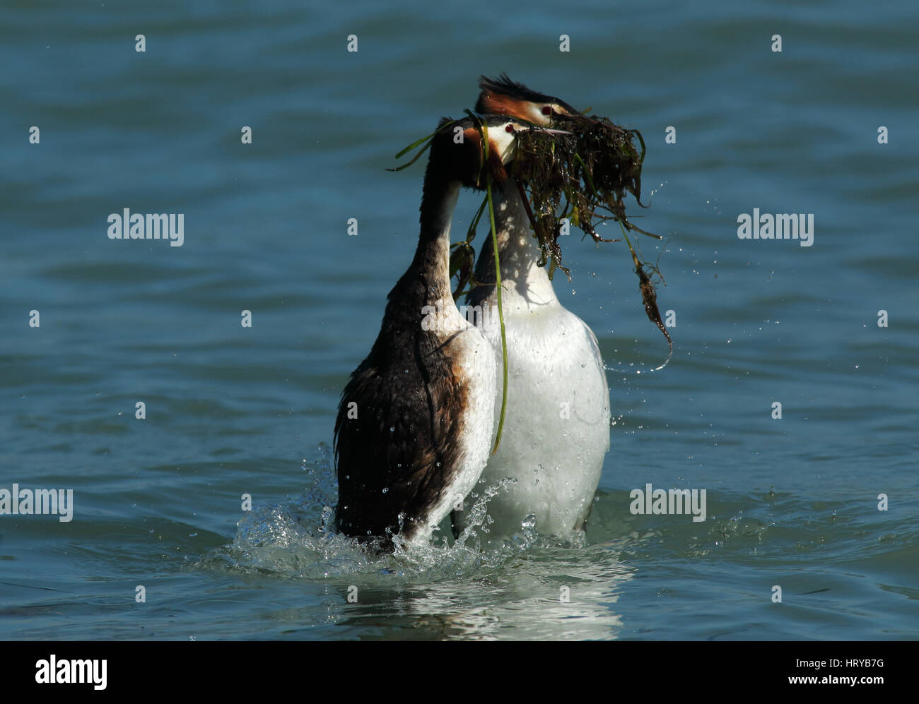 Beaucoup de grèbes huppés (Podiceps cristatus) effectuant des mauvaises herbes "dance" parade nuptiale au printemps Banque D'Images