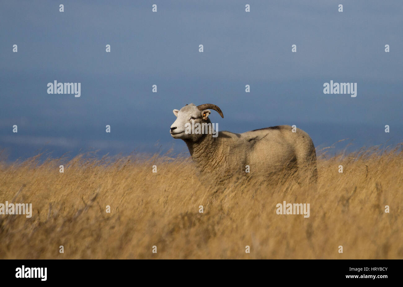 Face blanc mouton / ram Dartmoor Banque D'Images