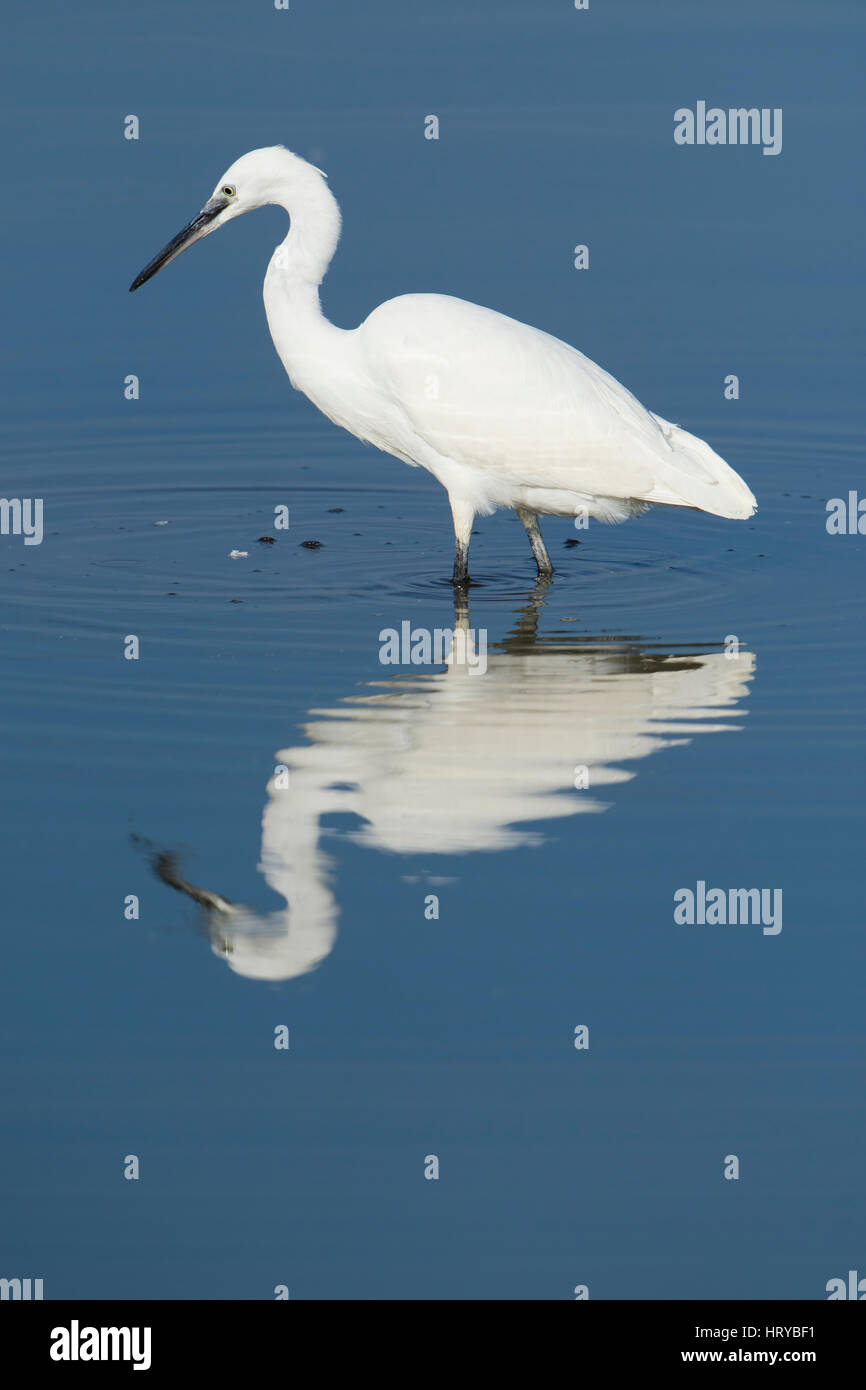 Une Aigrette garzette (Egretta garzetta) et la pêche à gué peu profond dans l'eau bleue, réserve naturelle de Rye, East Sussex, UK Banque D'Images