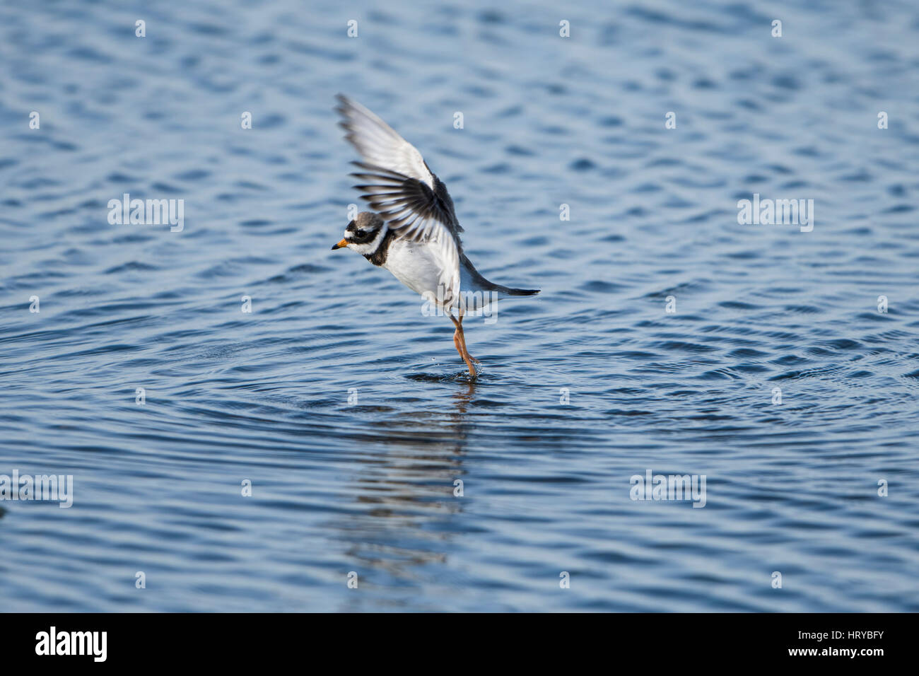 Un grand gravelot (Charadrius hiaticula) décoller de l'eau, réserve naturelle de Rye, East Sussex Banque D'Images