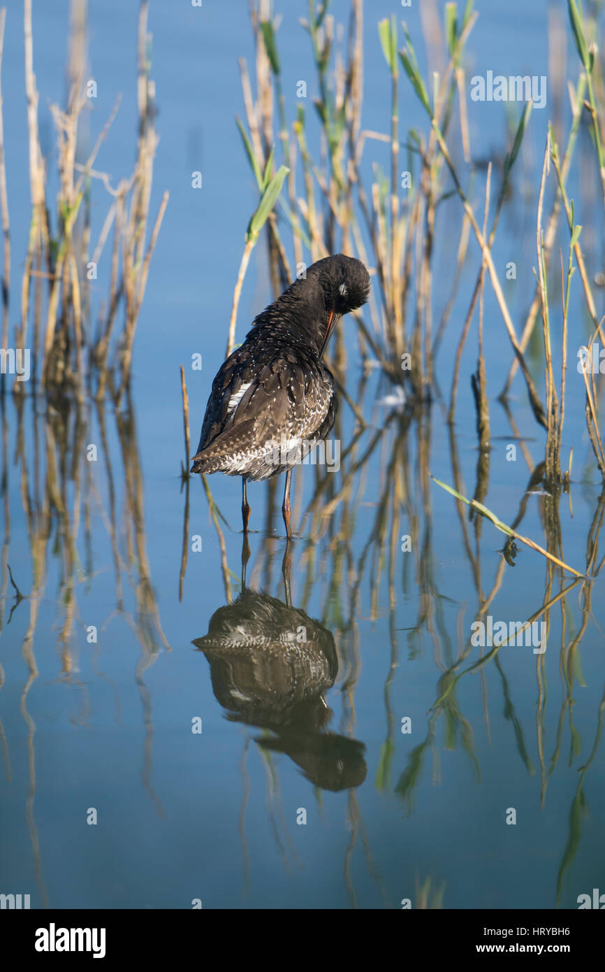 Un Chevalier arlequin (Tringa erythropus) plumage en été reflétée dans l'eau peu profonde, Minsmere, Suffolk, UK Banque D'Images