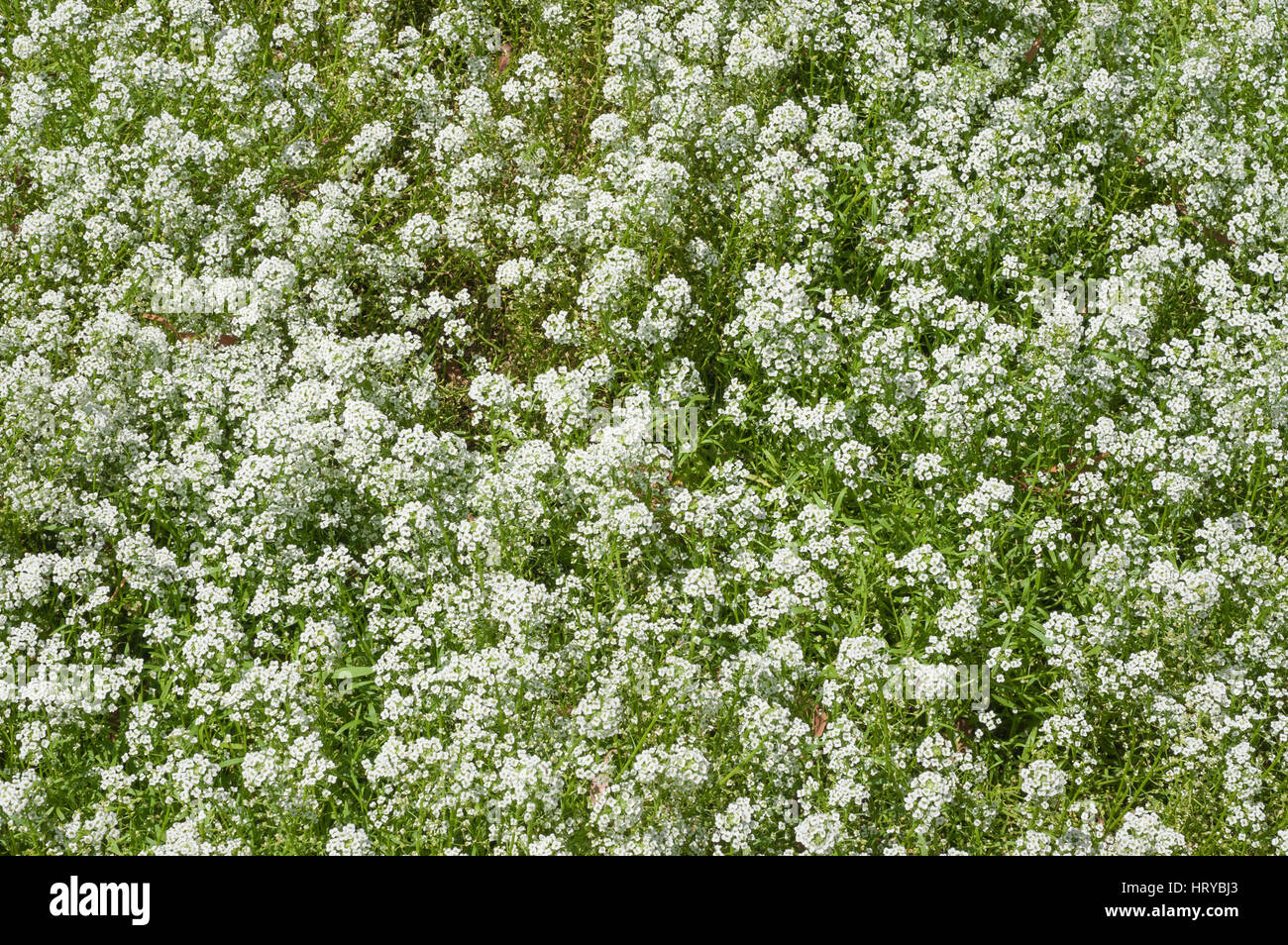 Gypsophila Paniculata Champ De Fleurs Souffle Bebe Photo Stock Alamy