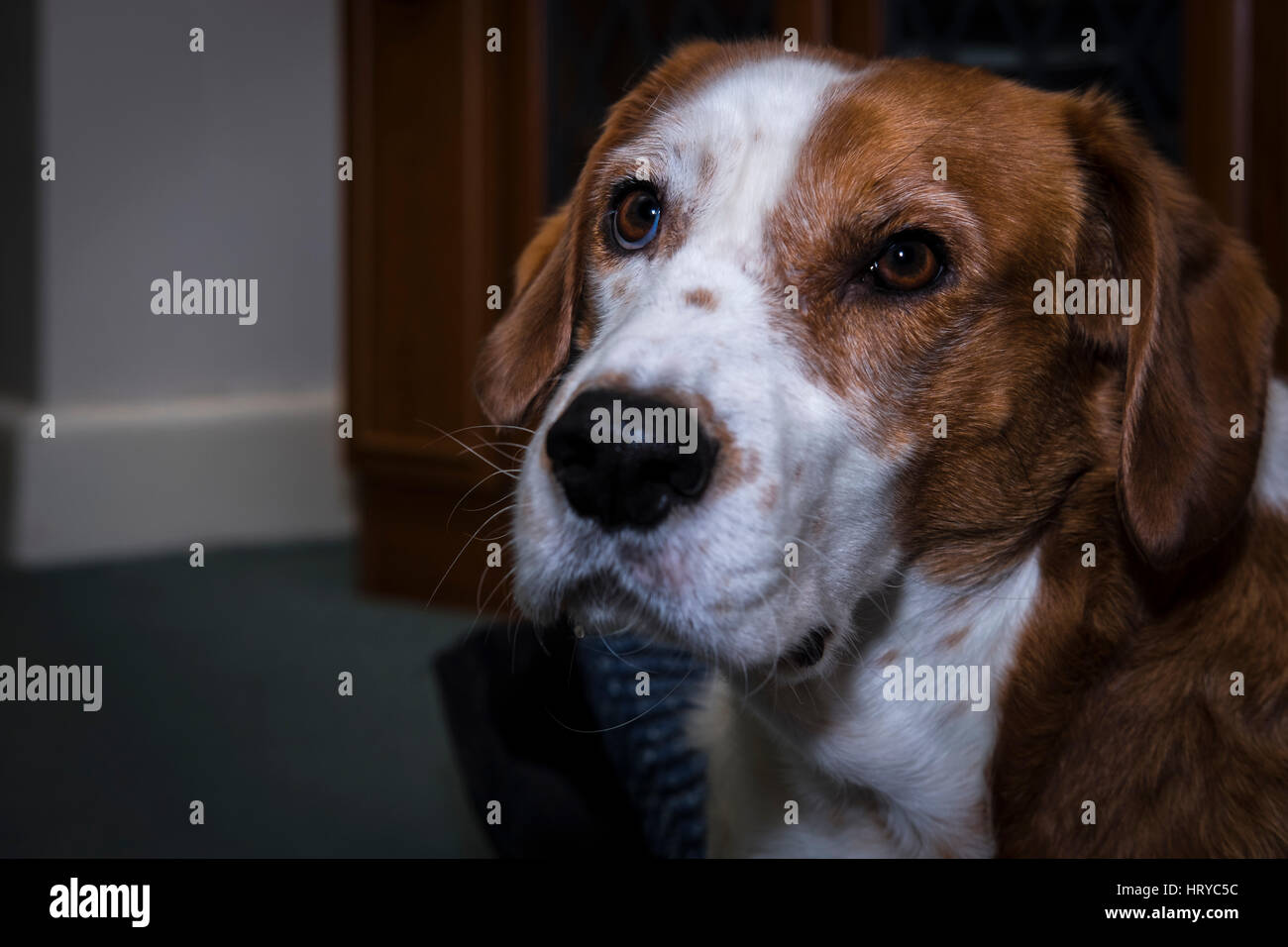 Chien dans un salon Banque D'Images