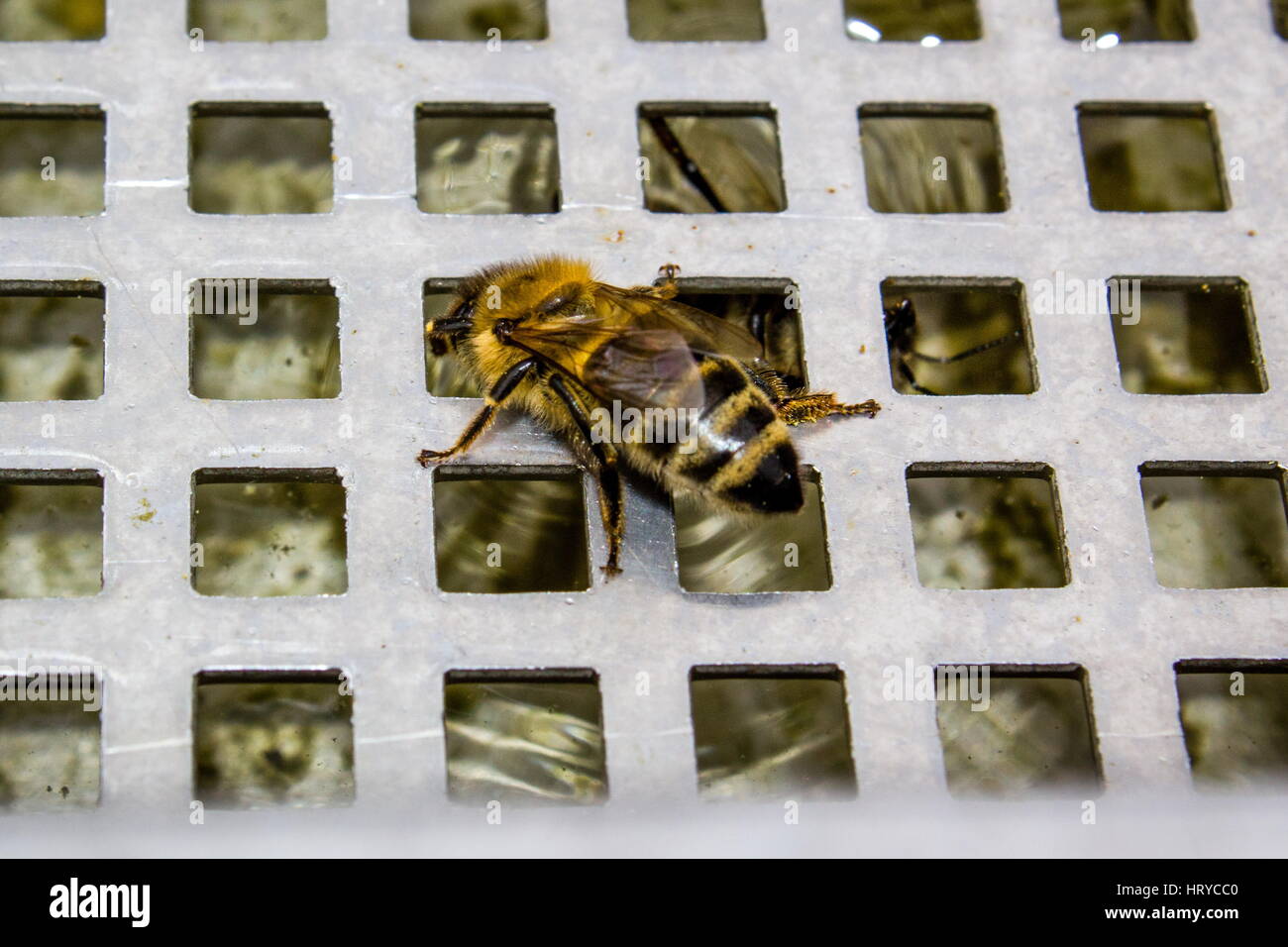 Bienen auf Gitterrost (Wasser trinken) - Bee Banque D'Images