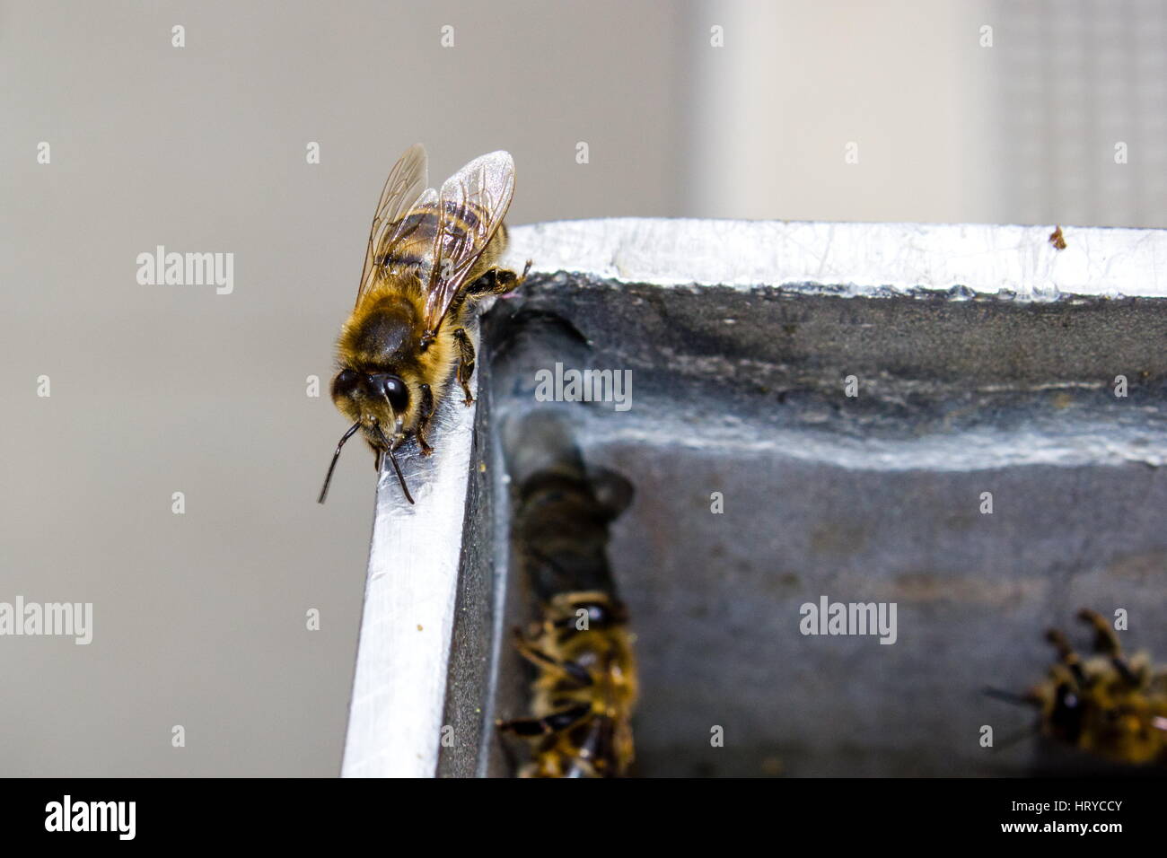 Bienen auf Gitterrost (Wasser trinken) - Bee Banque D'Images