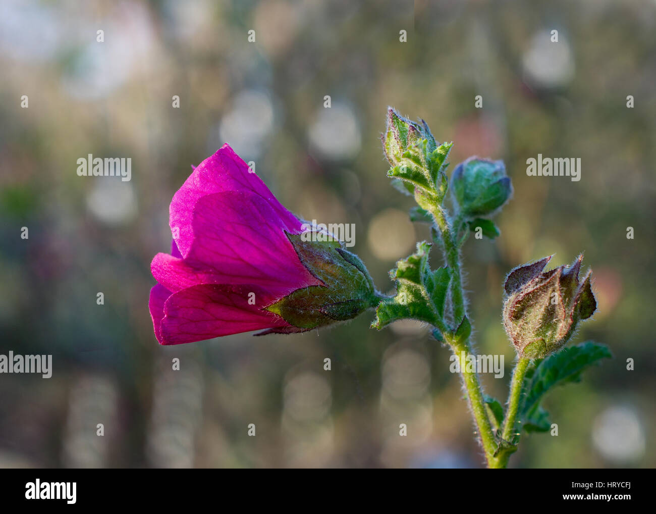 Mauve du cap, Anisodontea sp hybride, des fleurs roses dans la nature Banque D'Images