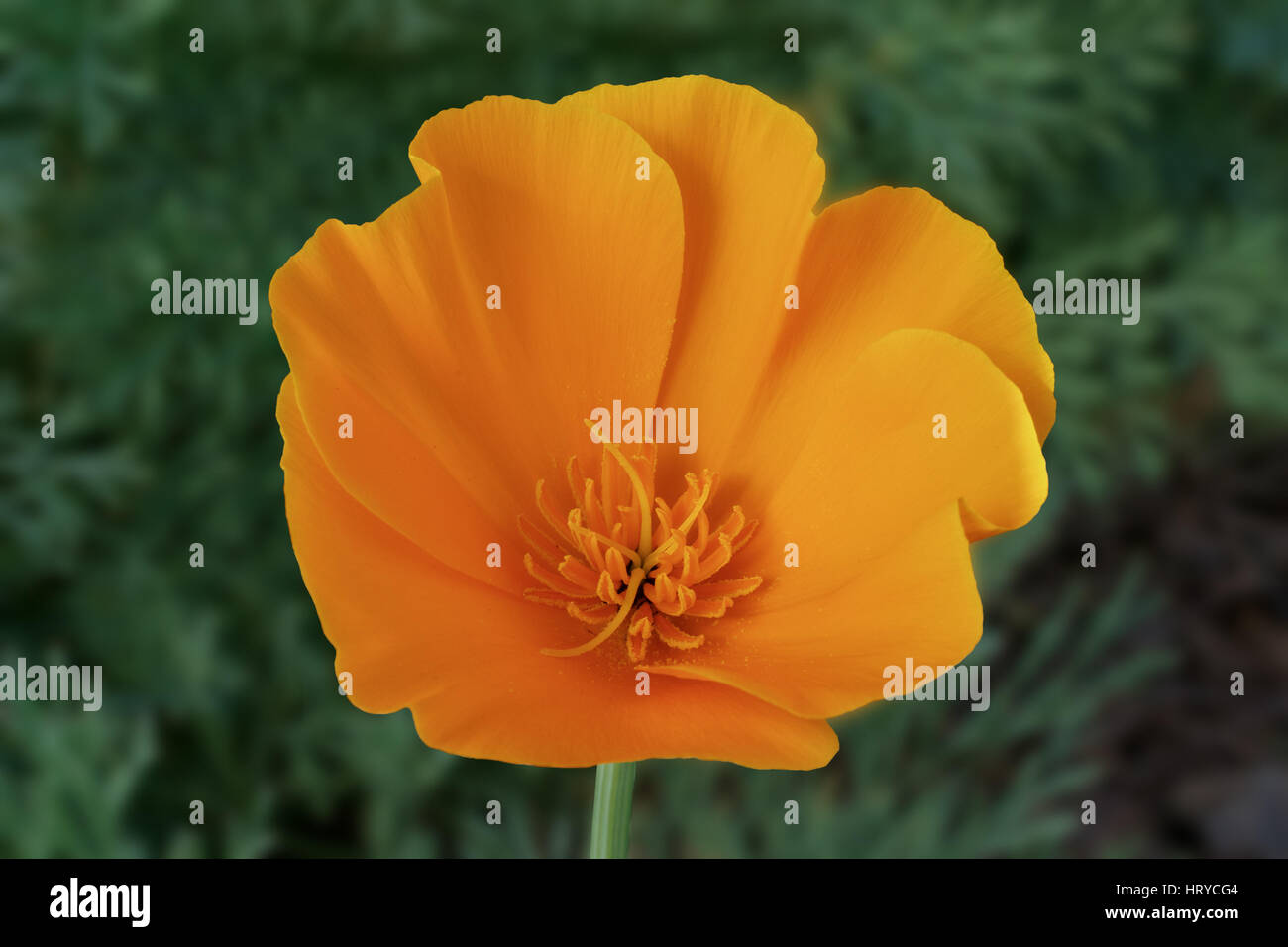 Pavot de californie Eschscholzia californica, , orange fleur dans la nature contre un arrière-plan vert Banque D'Images