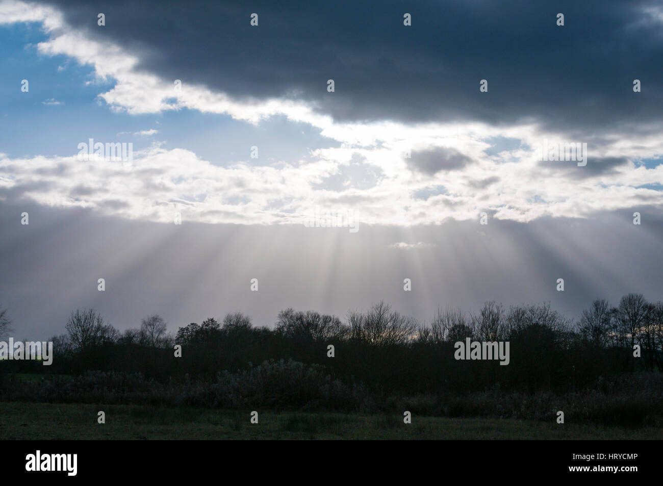 Rayons crépusculaires et arbres Banque D'Images