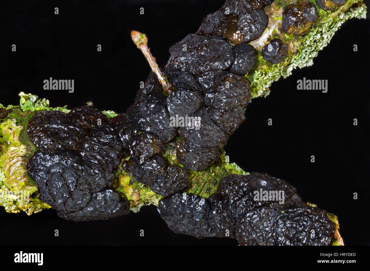 Caoutchouteux-gélatineux, fruits en forme de bouton de corps beurre des sorcières et de lichens sur la pourriture de la branche d'un chêne. Banque D'Images