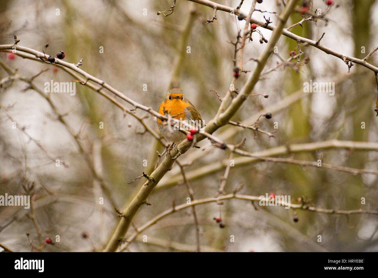 Robin et les baies Banque D'Images