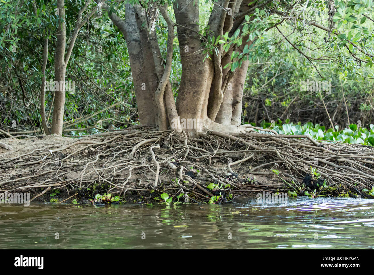 Arbre dans la forêt tropicale qui a un grand nombre de racines aériennes, qui poussent sur une berge dans la région du Pantanal de Mato Grosso, Brésil, Afrique du Sud Banque D'Images