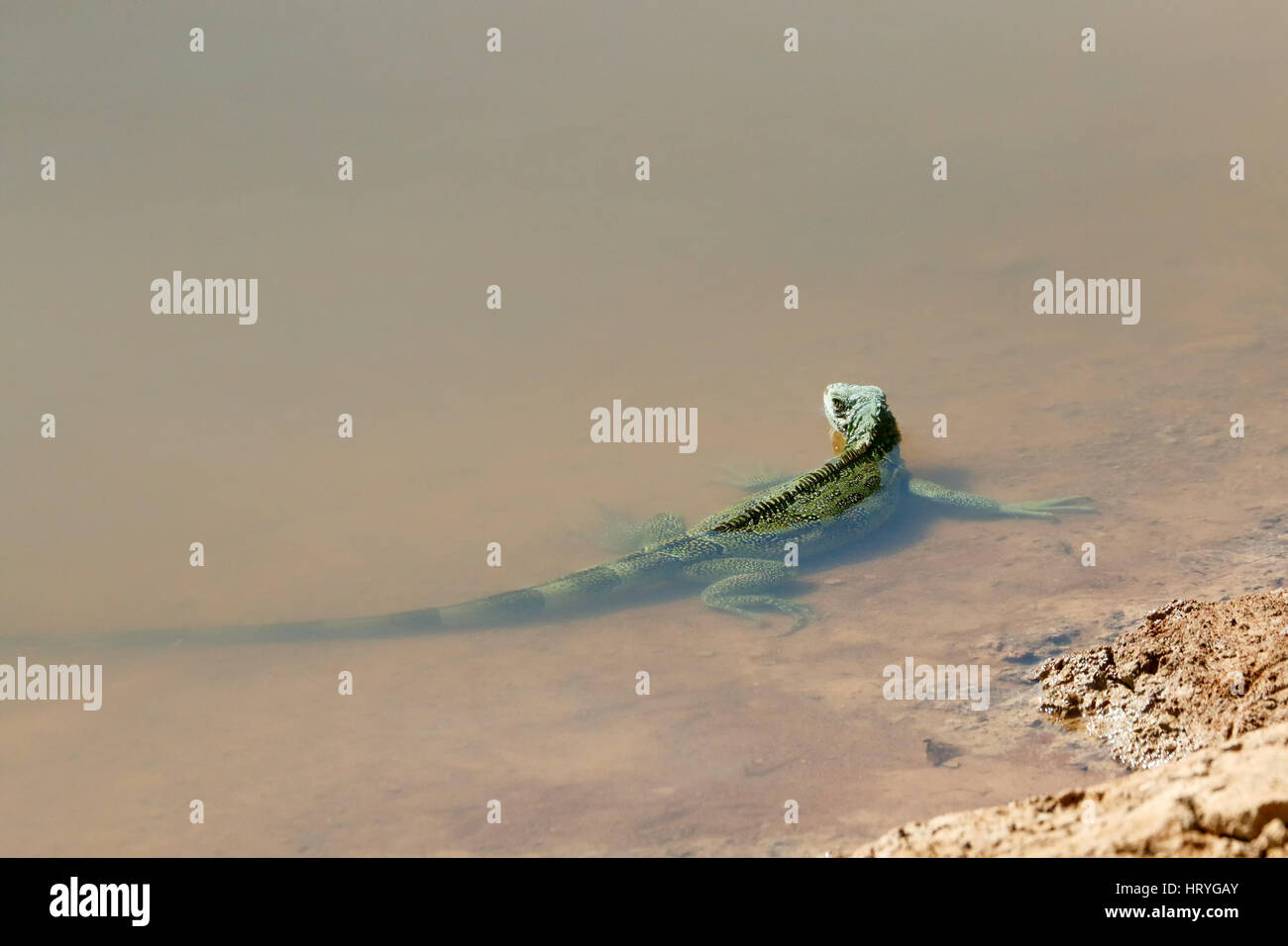 Iguane vert dans les bas-fonds d'un fleuve dans la région du Pantanal de Mato Grosso, Brésil, Amérique du Sud. Vert, ou le conjoint, des iguanes sont parmi les plus grands Banque D'Images