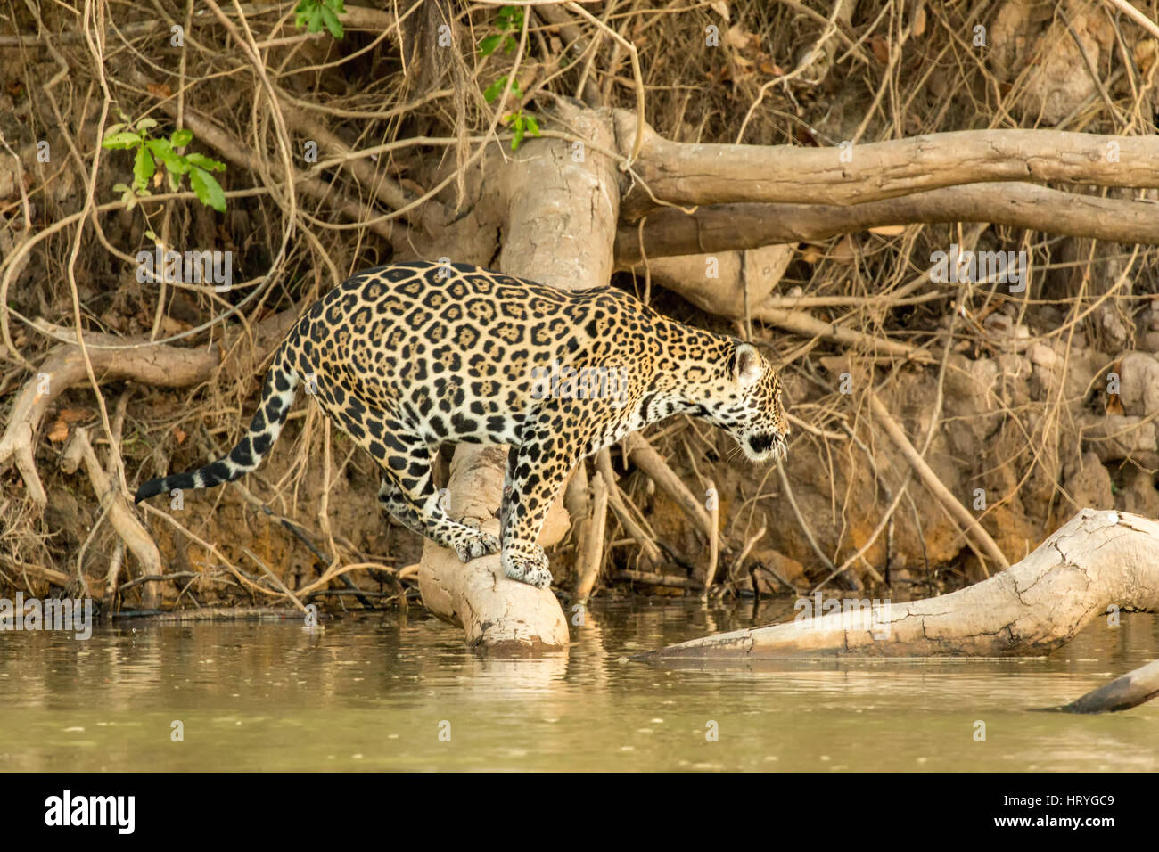Jaguar à caiman pour attraper comme il est assis sur un arbre tombé le long d'une berge, dans la région du Pantanal, Mato Grosso, l'Amérique du Sud Banque D'Images