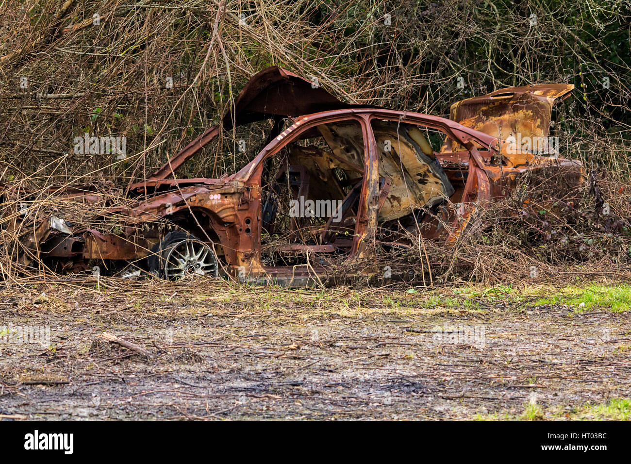 Grillee voiture rouillée faisant l'épave en envahi par les ronces en entrée de champs à la campagne espace nature. Dommages aux portes de capot de coffre de toit. Banque D'Images