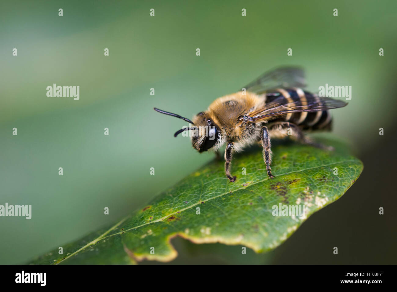 Ivy mining bee sur une feuille - Cornwall, uk Banque D'Images