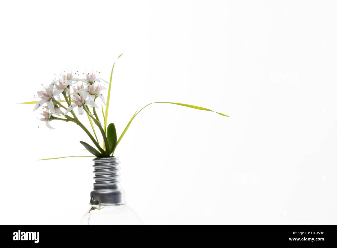 Macro photo conceptuelle pour l'énergie de remplacement d'une ampoule et fleurs en croissance. fond blanc et l'espace libre pour le texte Banque D'Images