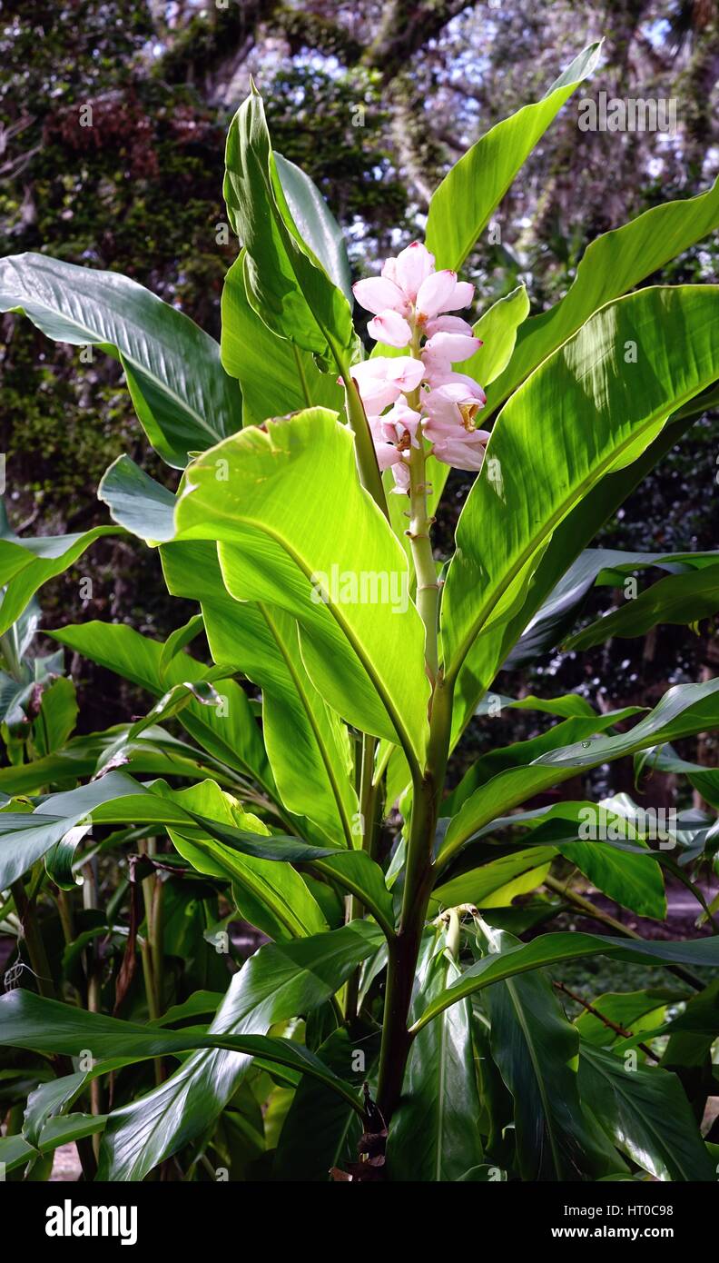 Alpinia zerumbet gingembre, Shell, Moulin à Sucre Dunlawton jardins, Port orange, Floride Banque D'Images