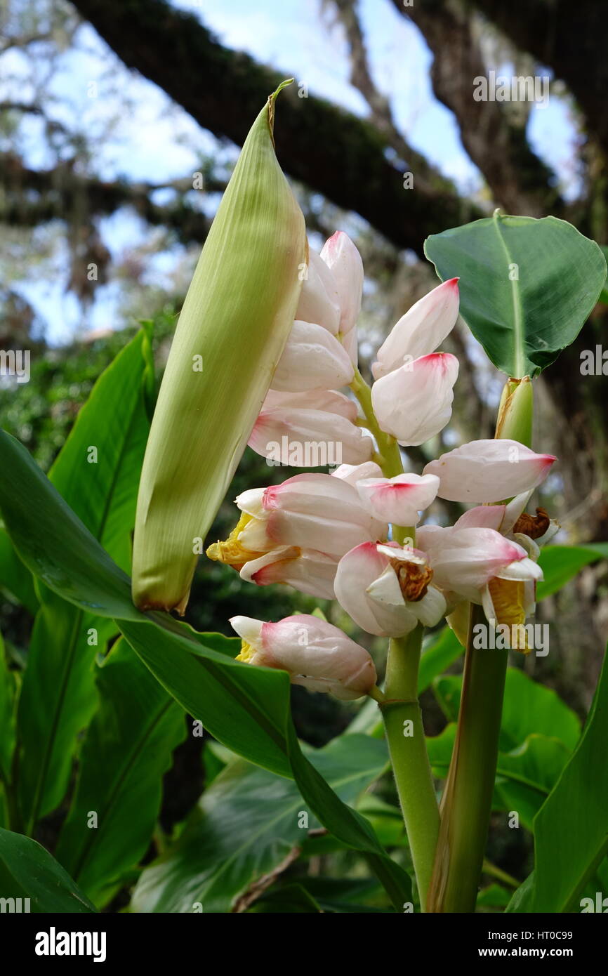 Alpinia zerumbet gingembre, Shell, Moulin à Sucre Dunlawton jardins, Port orange, Floride Banque D'Images