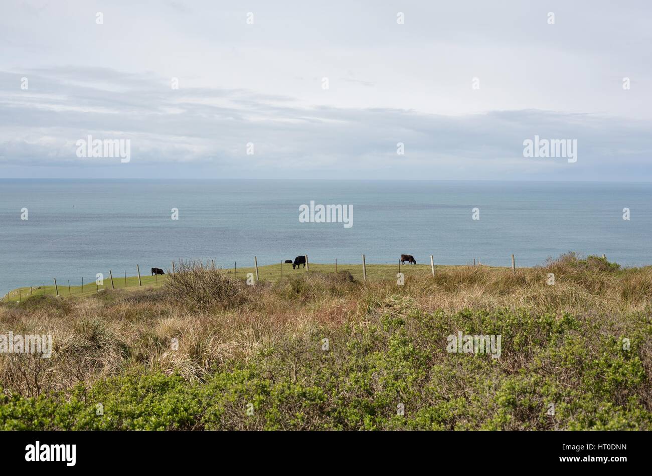 Vaches qui paissent dans l'herbe sur une falaise au-dessus de l'océan Pacifique en Californie du nord. Banque D'Images
