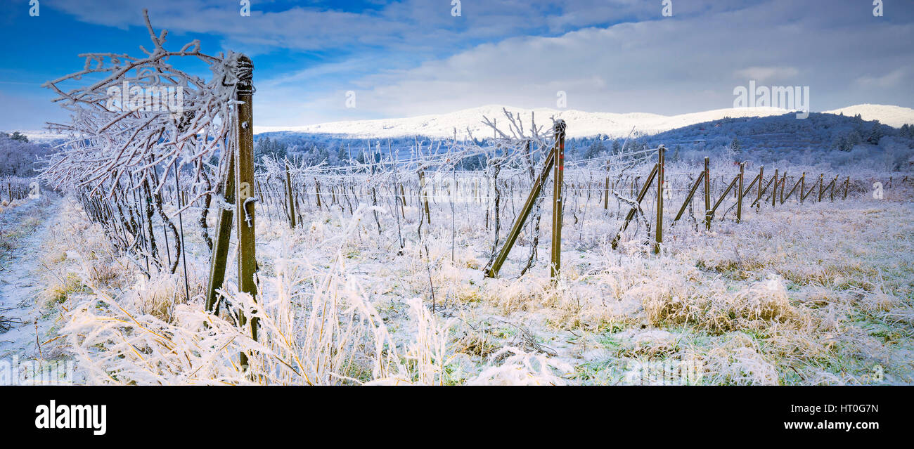 Beau paysage d'hiver avec le gel et la neige a couvert des arbres et de la nature des Carpates près de Bratislava, Slovaquie Banque D'Images