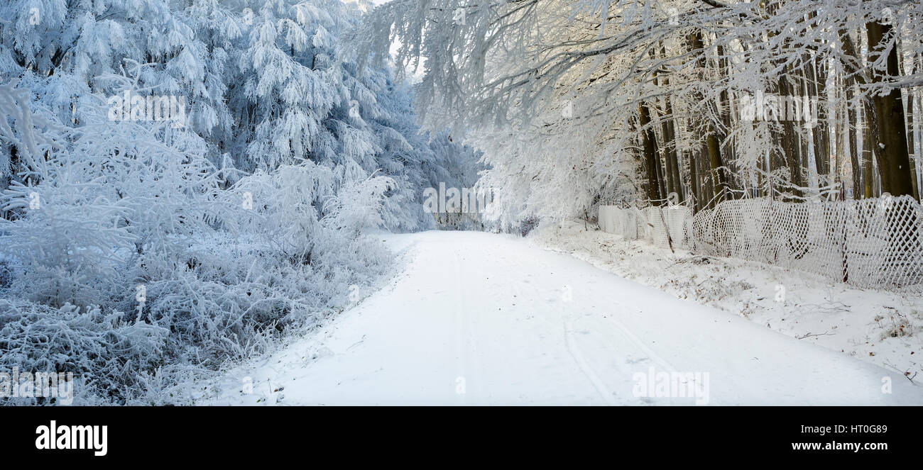 Beau paysage d'hiver avec le gel et la neige a couvert des arbres dans la nature des Carpates près de Bratislava, Slovaquie Banque D'Images