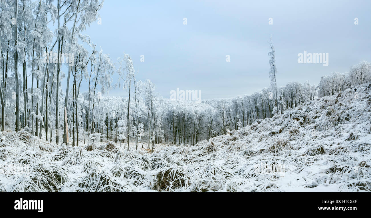 Beau paysage d'hiver avec le gel et la neige a couvert des arbres dans la nature des Carpates près de Bratislava, Slovaquie Banque D'Images