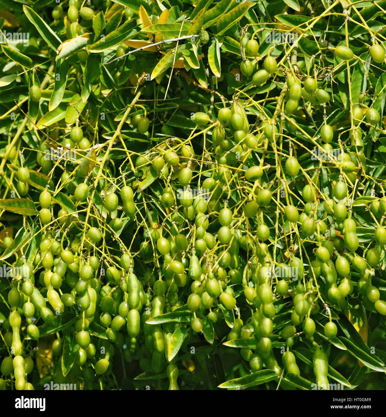 Close-up de jaune-vert brillant haricots sur Sophora japonica arbre dans la lumière du soleil. Banque D'Images