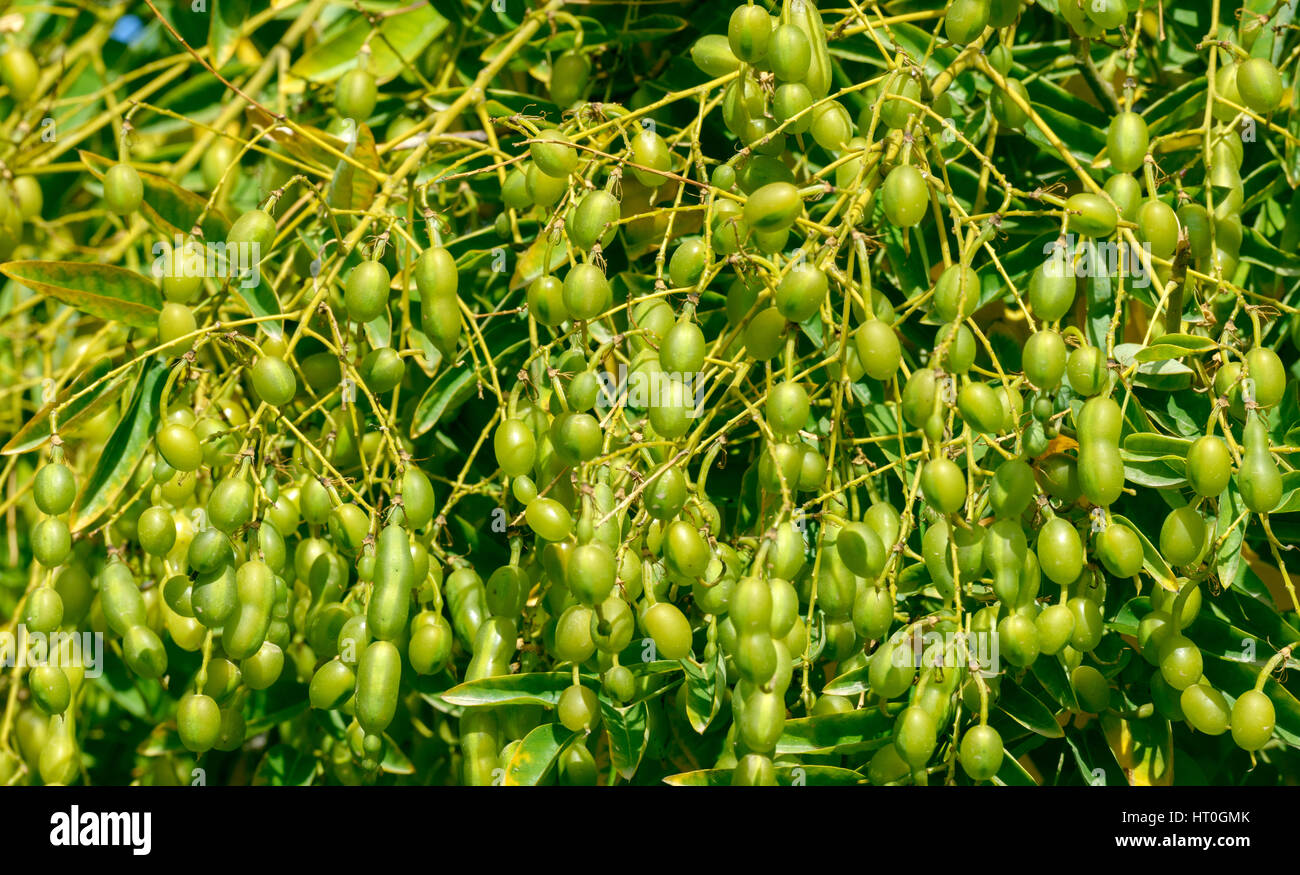 Close-up de jaune-vert brillant haricots sur Sophora japonica arbre dans la lumière du soleil. Banque D'Images