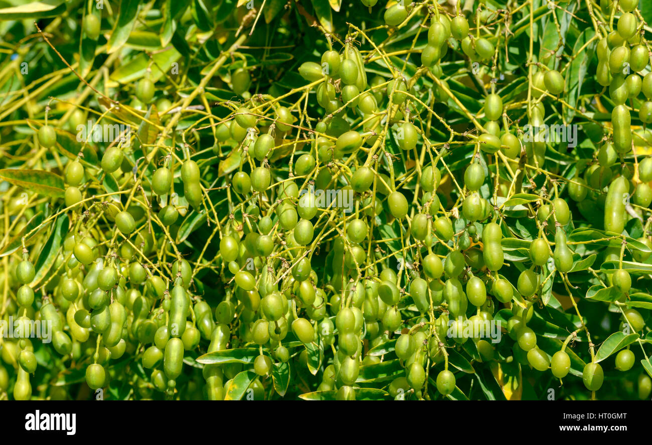 Close-up de jaune-vert brillant haricots sur Sophora japonica arbre dans la lumière du soleil. Banque D'Images