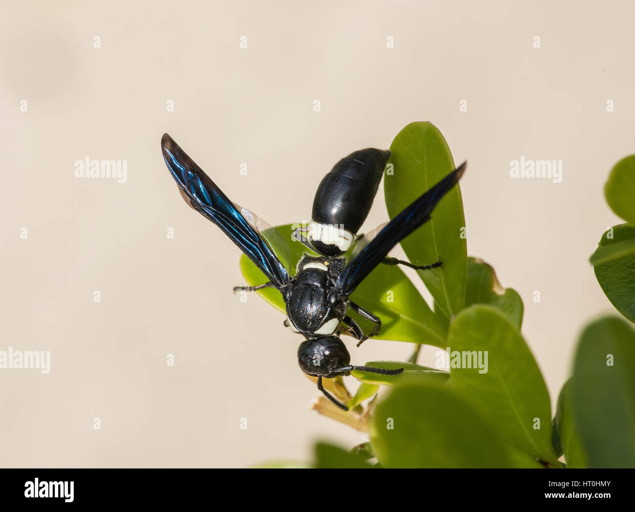 Wasp EUMENES FRATERNUS Potter Banque D'Images