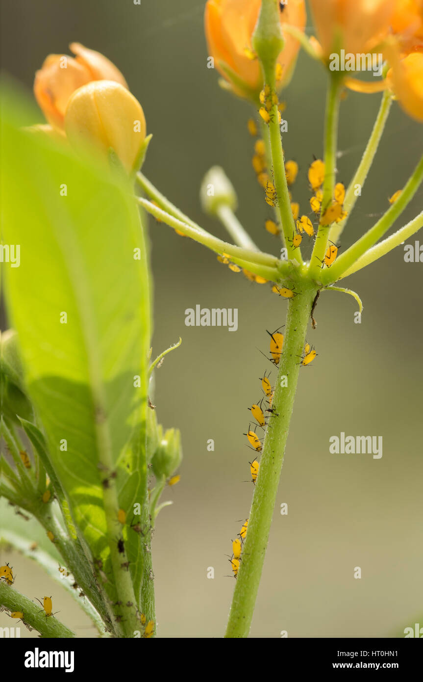 Pucerons sur plantes asclépiades jaune Banque D'Images