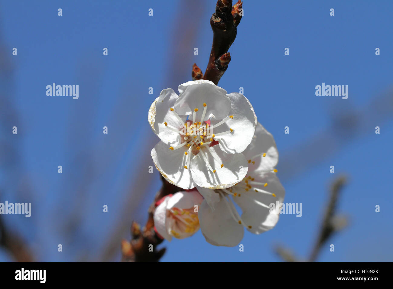 Arbre Fruits Abricot Blossom Au Printemps En Italie Nom