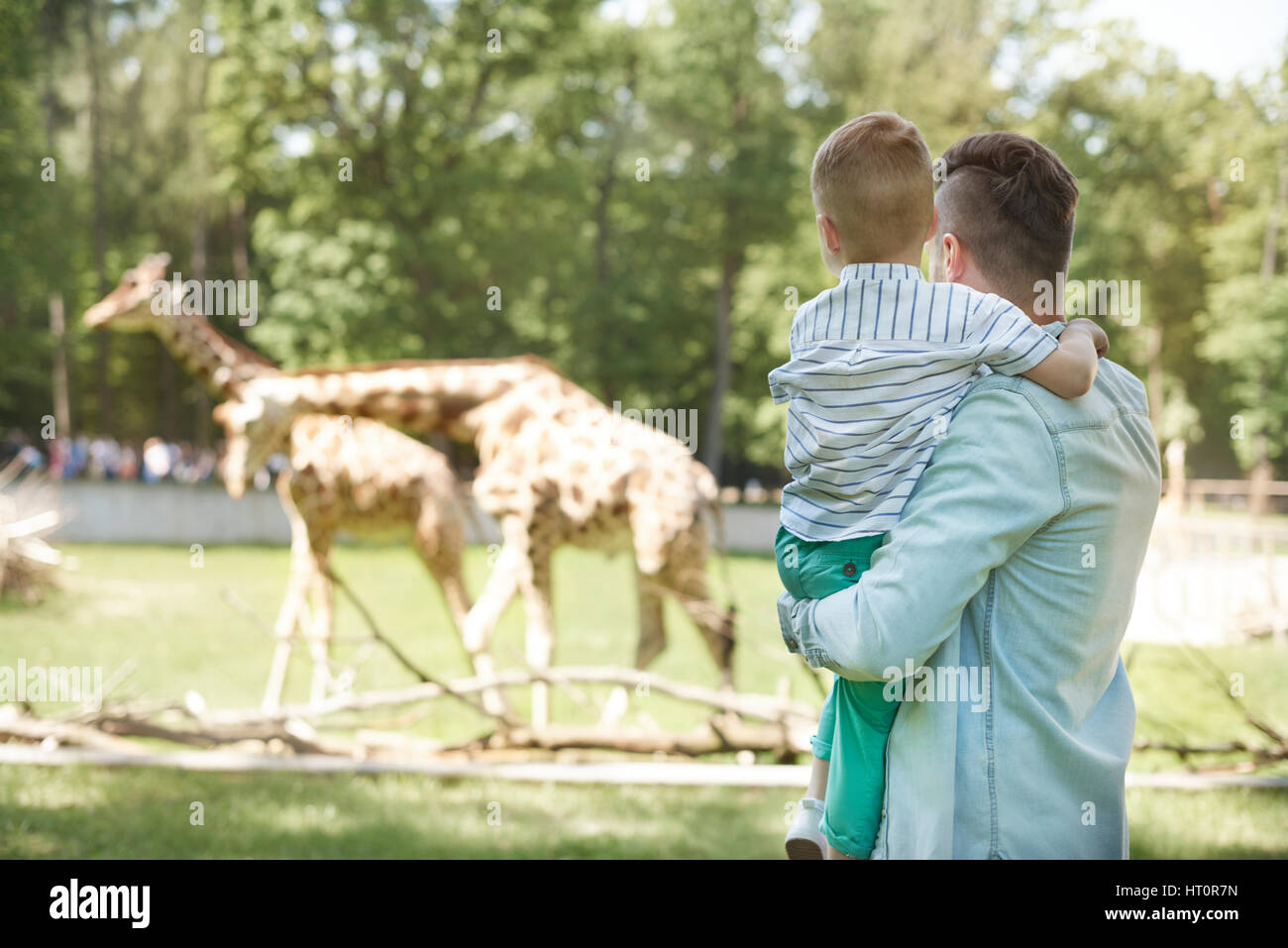 À la recherche sur la famille des girafes au zoo Banque D'Images