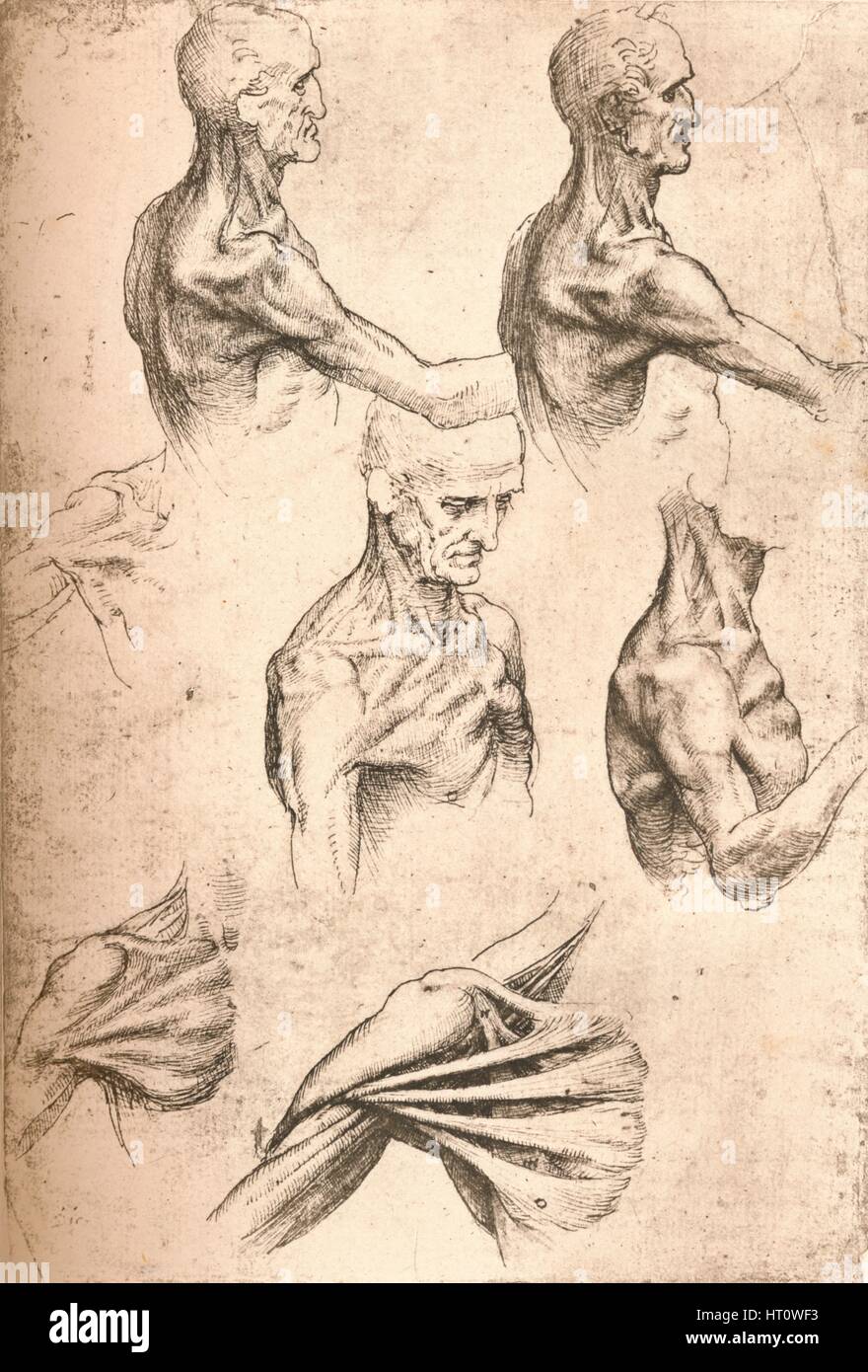 Dessin anatomique, c1472-c1519 (1883). Artiste : Leonardo da Vinci. Banque D'Images