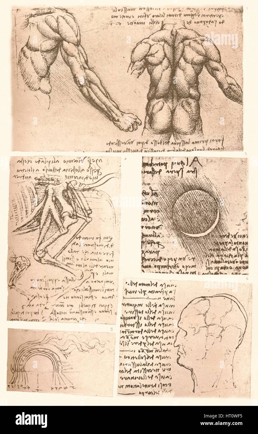 Quatre dessins anatomiques, c1472-c1519 (1883). Artiste : Leonardo da Vinci. Banque D'Images