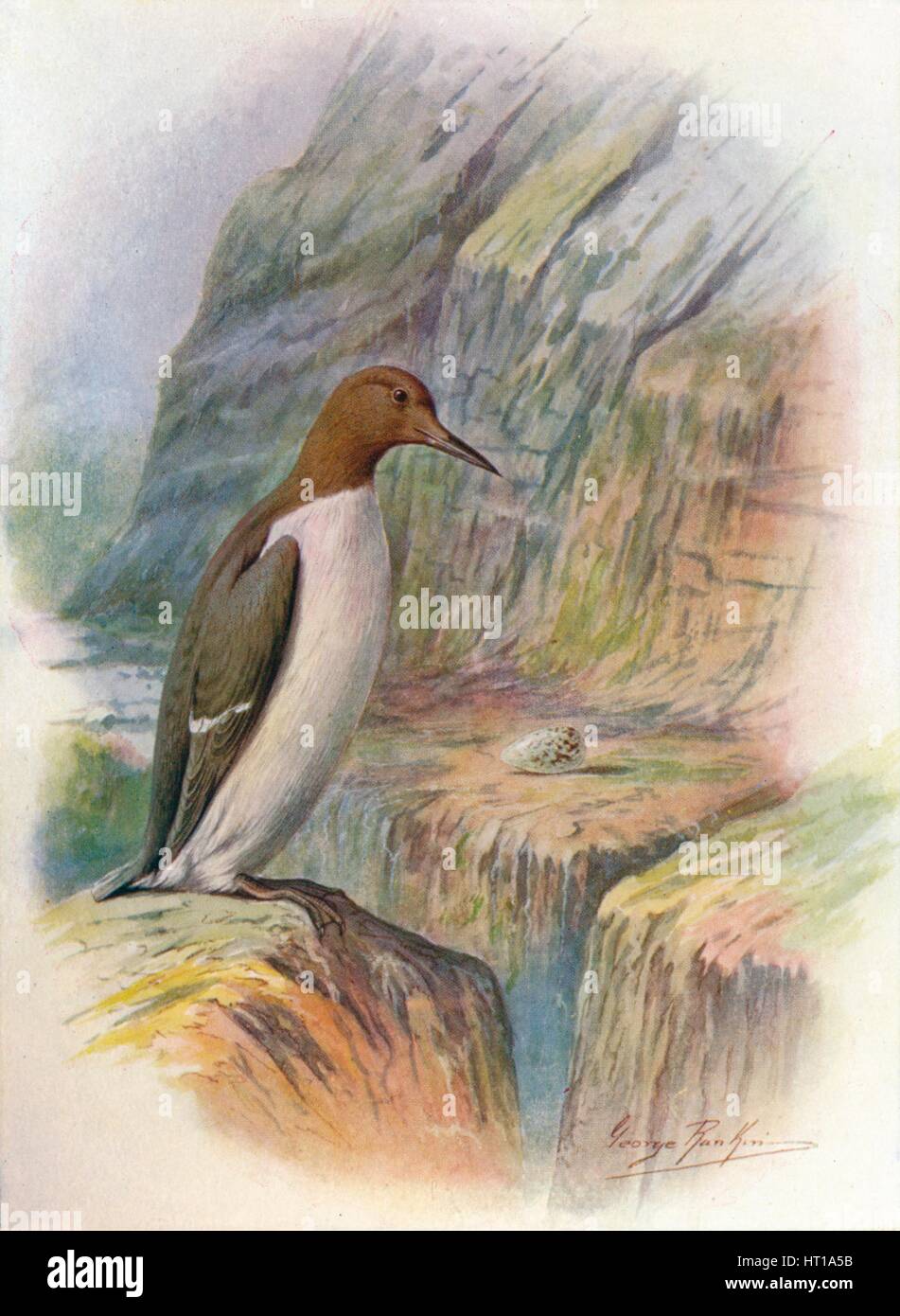 'Guillemot - U'ria troi'le', c1910, (1910). Artiste : George James Rankin. Banque D'Images