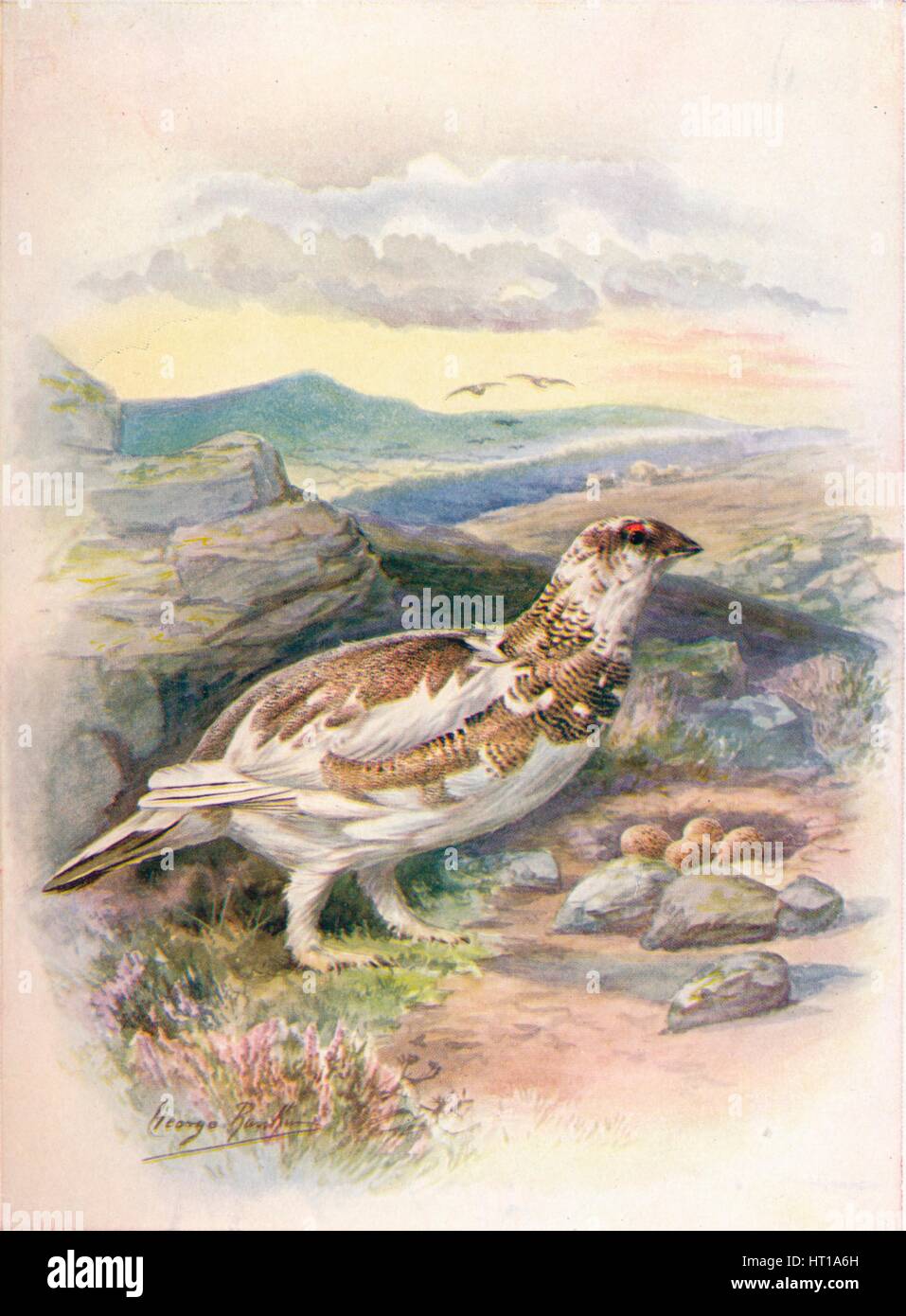 'Ptarmigan - Lago'pus mu'tus', c1910, (1910). Artiste : George James Rankin. Banque D'Images