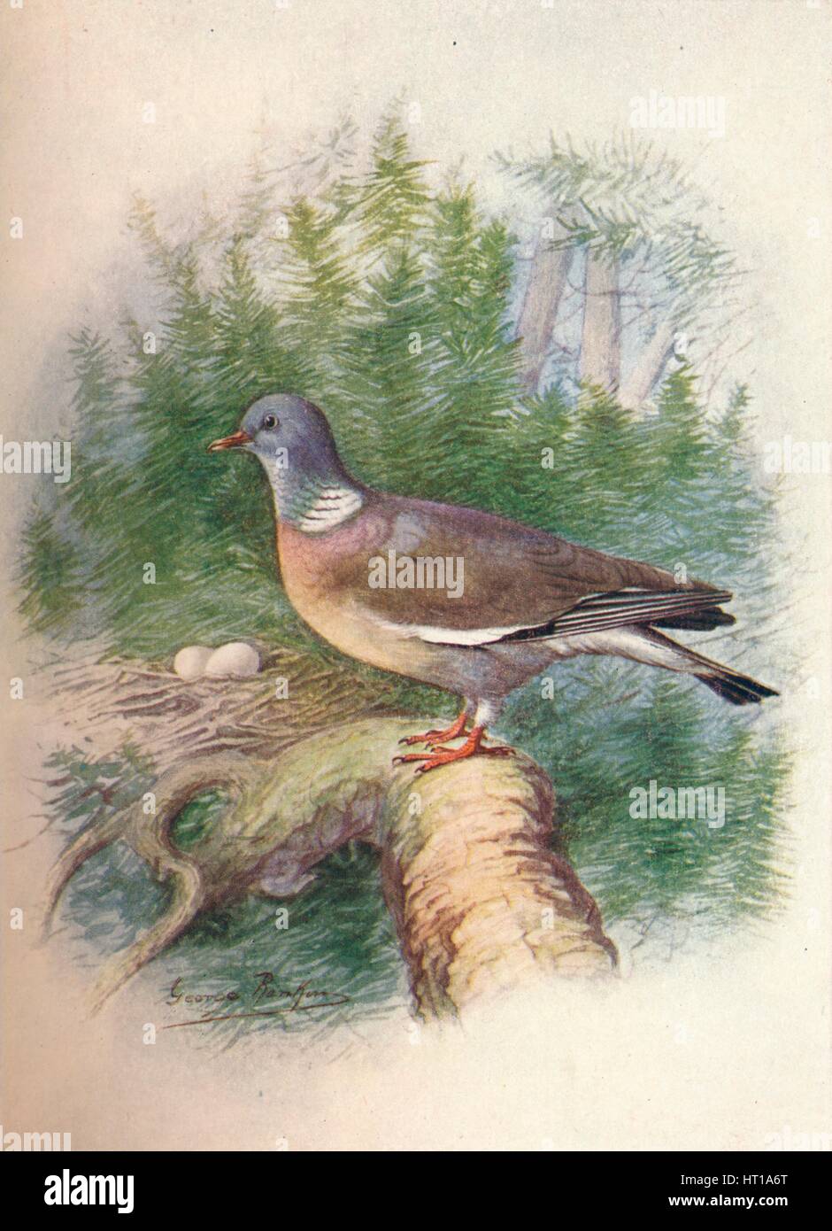 «Wood-Pigeon Ring-Dove ou - Colum'ba palum'bus', c1910, (1910). Artiste : George James Rankin. Banque D'Images