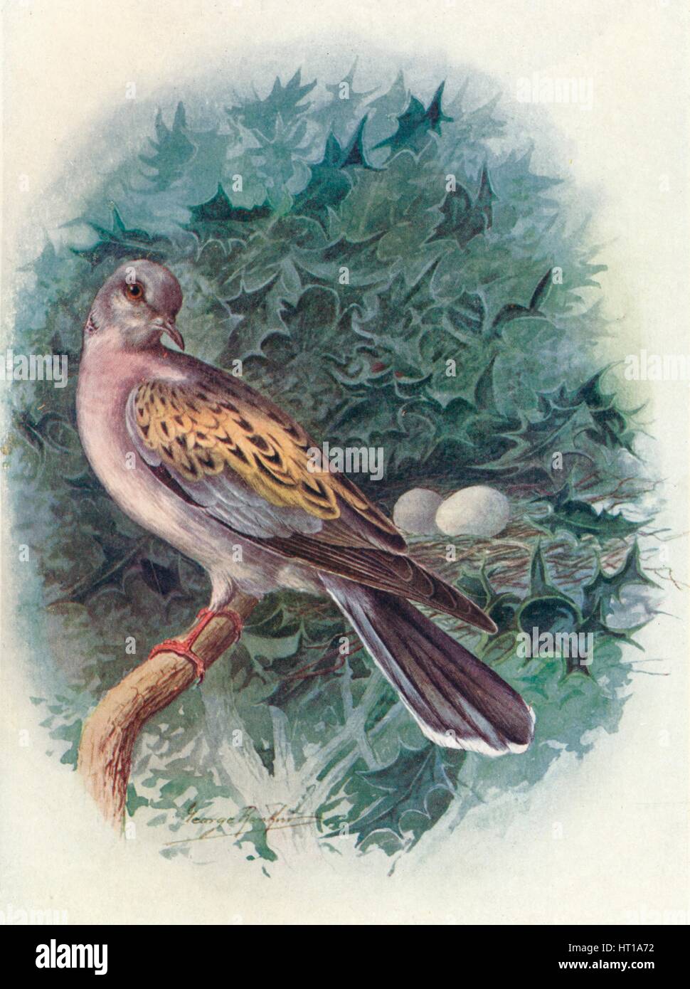 'Turtle-Dove - Tur'tur commu'nis', c1910, (1910). Artiste : George James Rankin. Banque D'Images