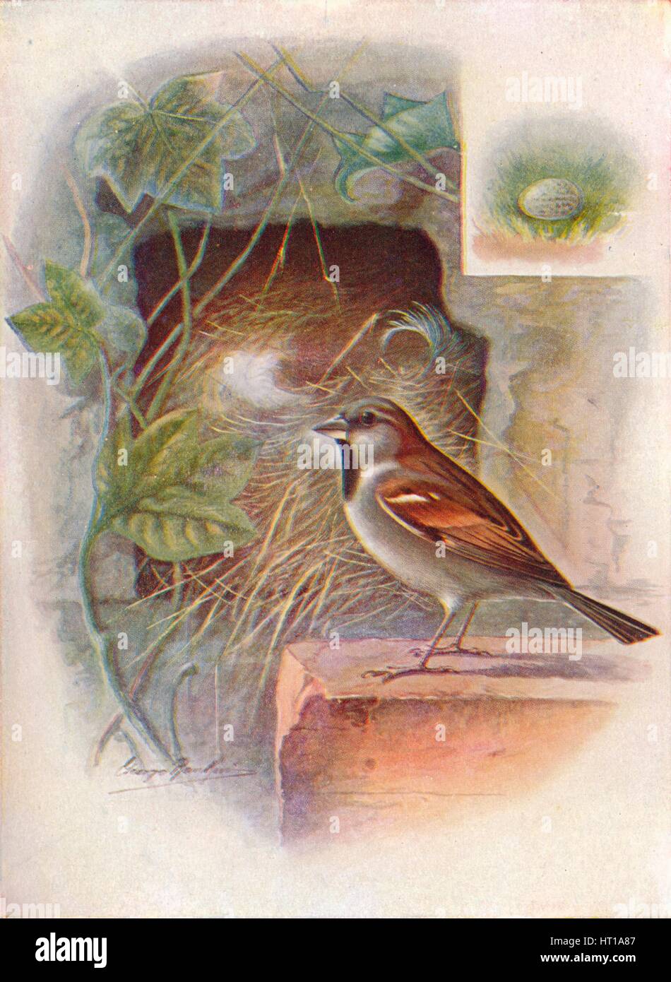 «House-Sparrow -- Pas'ser domes'ticus', c1910, (1910). Artiste : George James Rankin. Banque D'Images