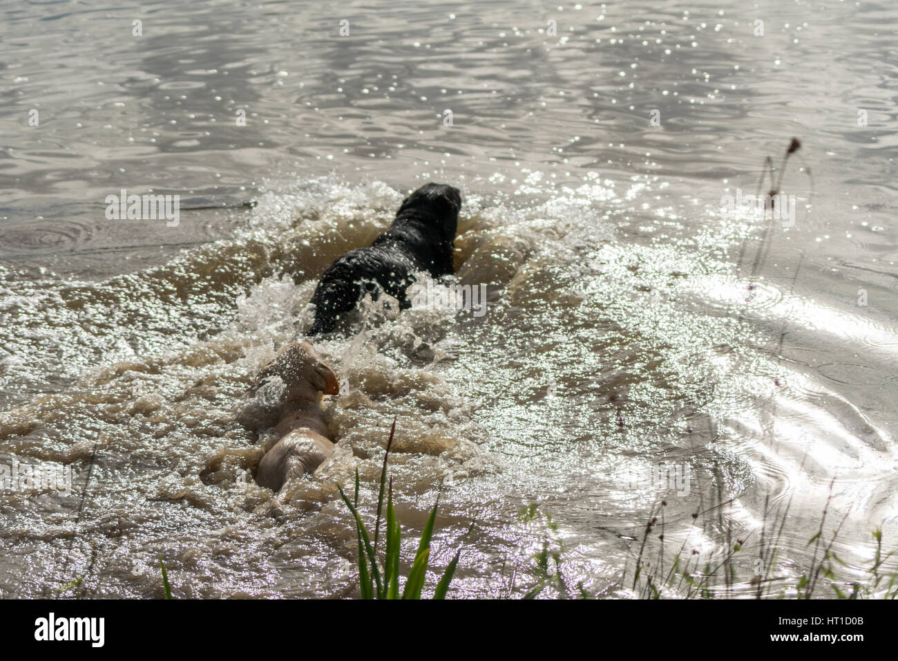 Une série d'images consécutives de deux chiens, Labrador Retriever, sauter dans un lac et jouant dans l'eau. Banque D'Images