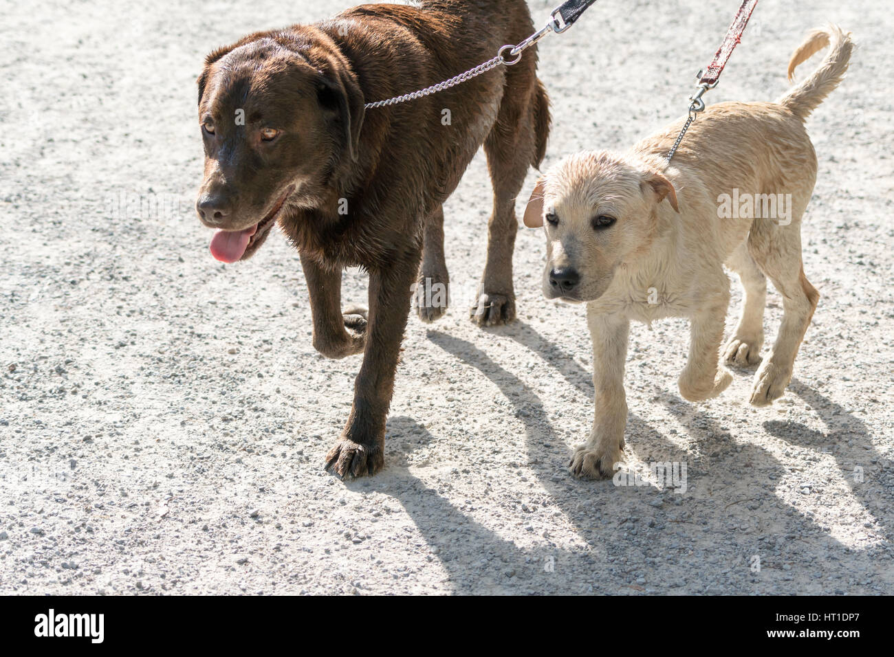 Deux chiens Labrador Retriever marcher ensemble sur les laisses sur un chemin de terre. Banque D'Images
