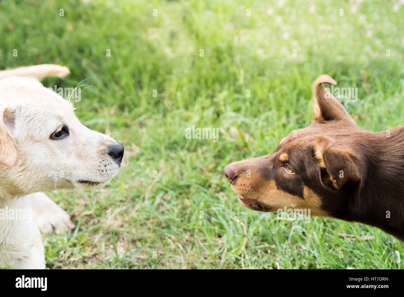 Un chiot kelpie et un Labrador, chiot face à face et la souche d'obtenir de l'autre dans un parc. Banque D'Images