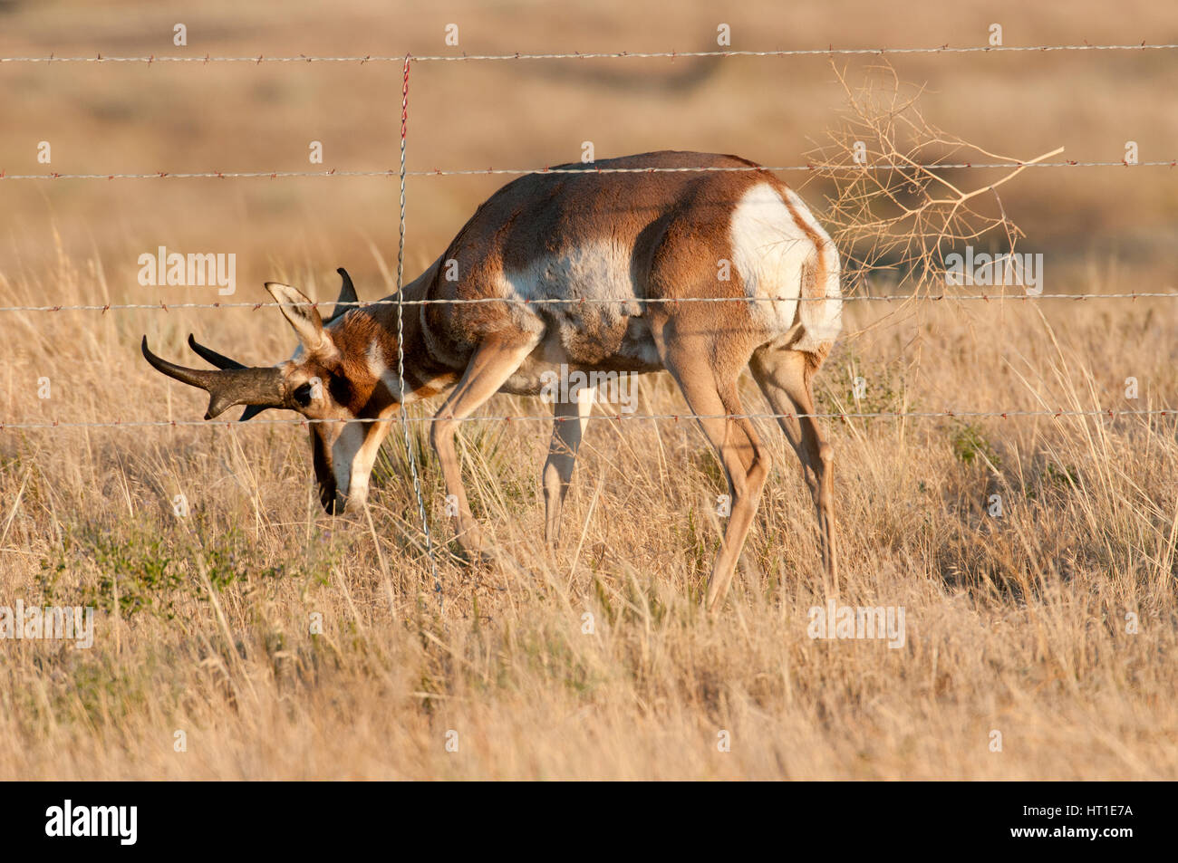 Buck l'Antilope d'Amérique (Antilocapra americana) à côté de barbelés près de Billings, Montana Banque D'Images