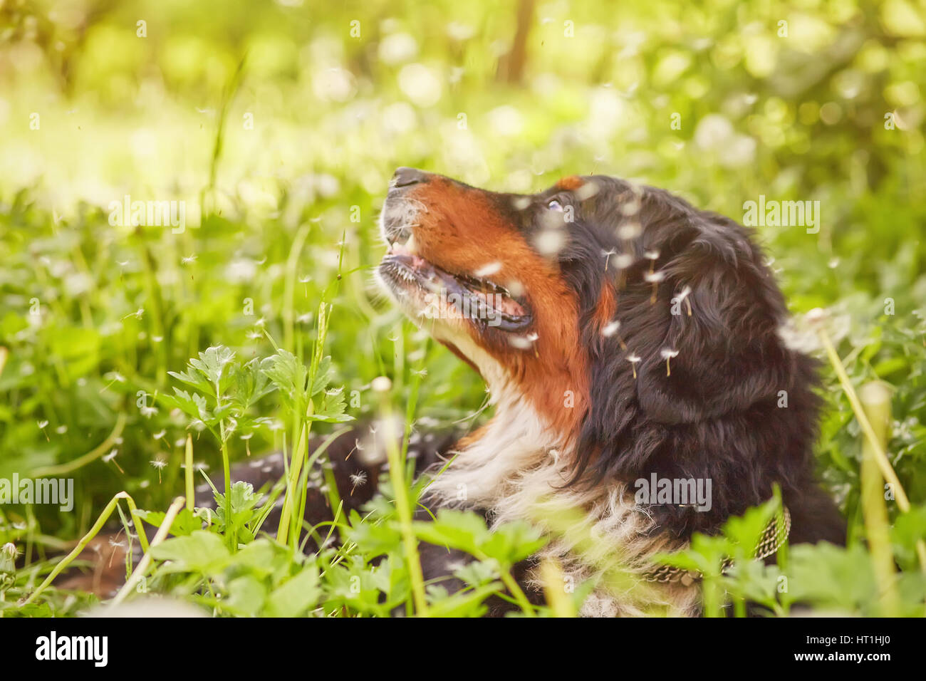 Bernese mountain dog sitting dans blowing dandelions Banque D'Images