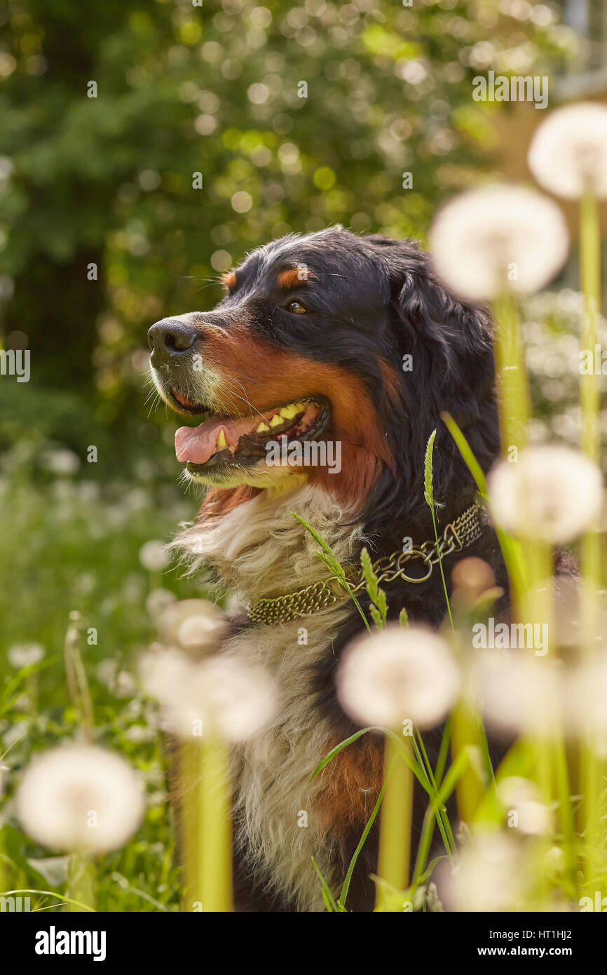 Bernese mountain dog sitting dans blowing dandelions Banque D'Images