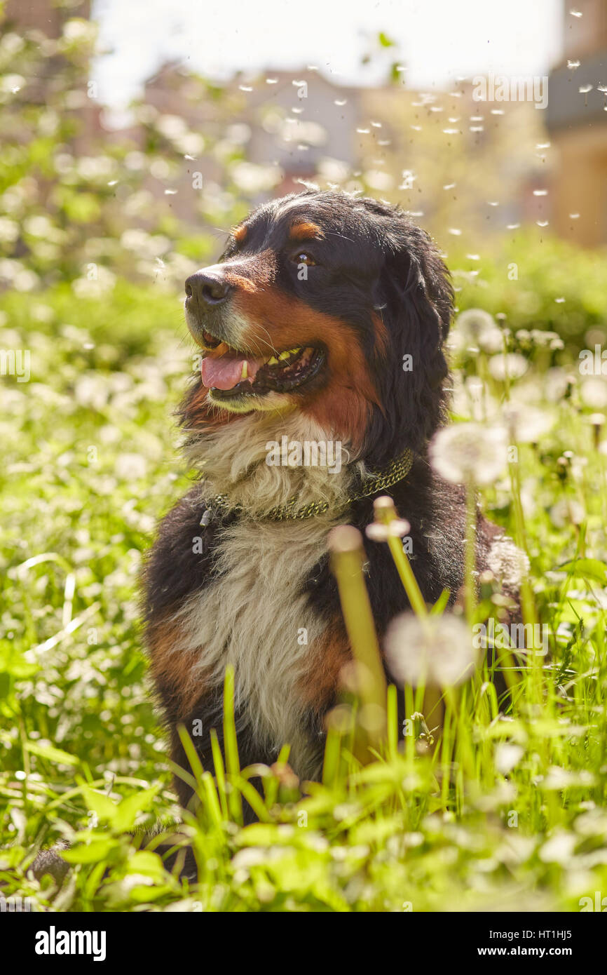 Bernese mountain dog sitting dans blowing dandelions Banque D'Images