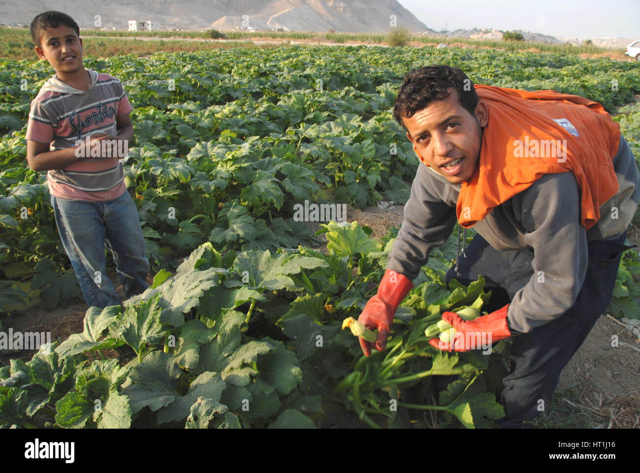 Jericho est connue depuis l'antiquité pour ses produits agricoles travaillant dans les champs palestiniens - Jéricho - Crédit Banque Ouest Banque D'Images