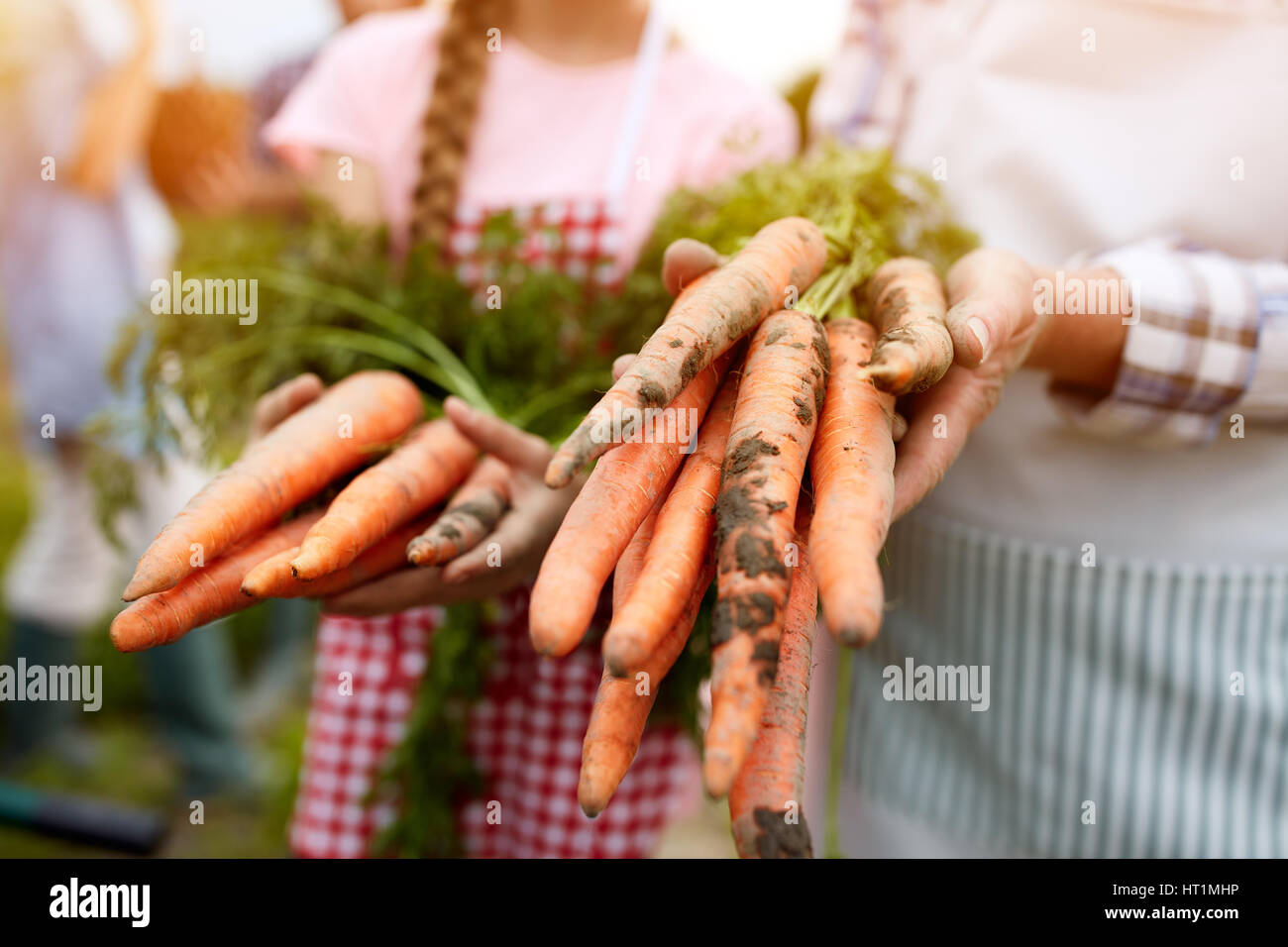 Les carottes dans la main dans la famille de jardin Banque D'Images